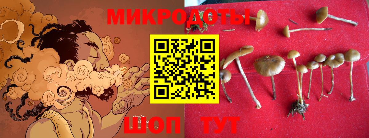 Галлюциногенные грибы Psilocybine cubensis Горно-Алтайск